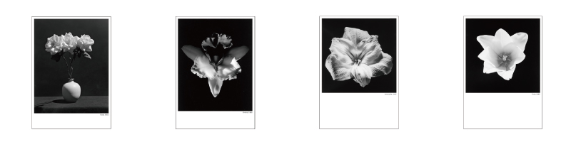 Mapplethorpe A P J アートプリントジャパン